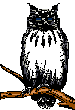 Owl_3