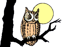 owl_on_a_branch