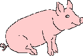 Pig_2