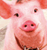 Pig_photo