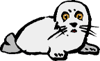 Seal_pup_3