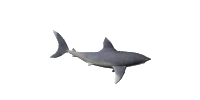 3d_shark