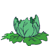 Baby_in_cabbage