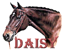 daisy/daisy-594013
