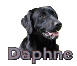 daphne/daphne-308241