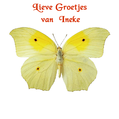 ineke/ineke-795765