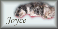 joyce/joyce-886776