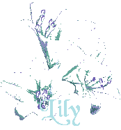lily/lily-884755