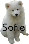 sofie/sofie-055681