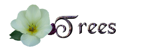 trees/trees-340712