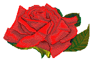 Red_rose_flashes