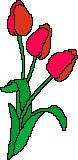 Red_tullips_2