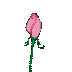 Rose_blooms