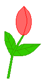 Tulip_blooms