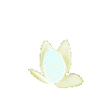 Water_lilly