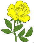 Yellow_rose