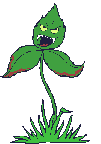Hungry_plant