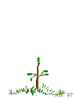 Tree_grows
